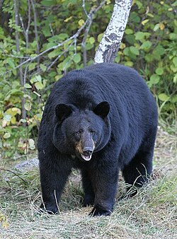American black bear