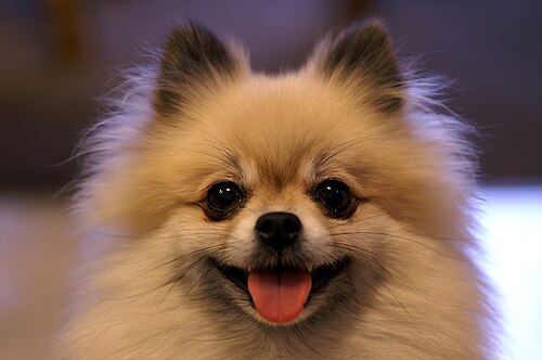 Pomeranian (Spitz)