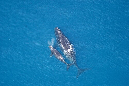 North Atlantic right whale