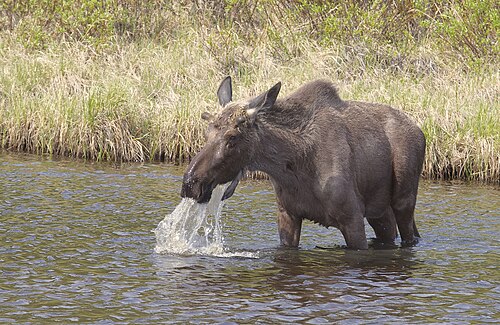 Moose