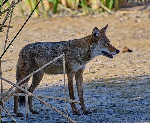 Coyote