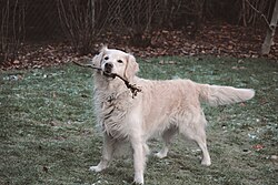 Golden Retriever