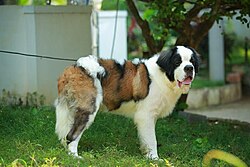St. Bernard (Bernhardiner)