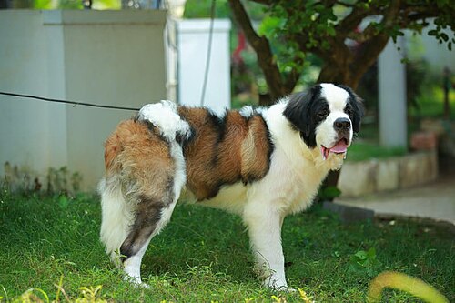 St. Bernard (Bernhardiner)
