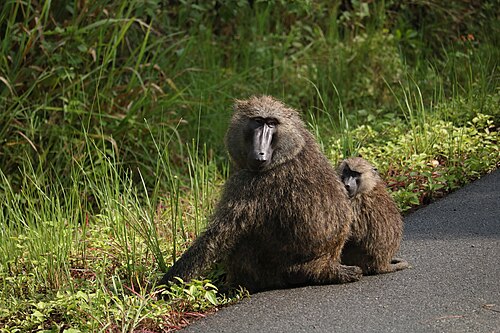 Baboon
