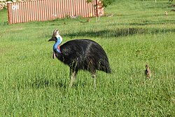 Cassowary