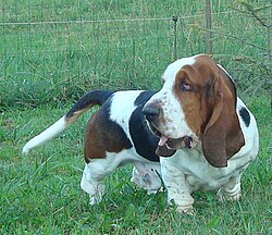 Basset Hound