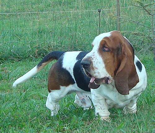 Basset Hound