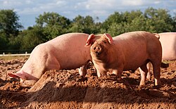 Domestic pig