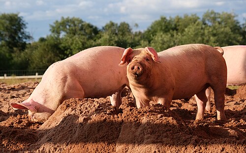 Domestic pig
