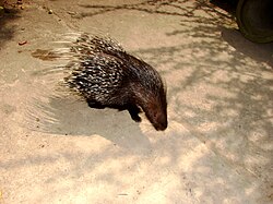 Porcupine