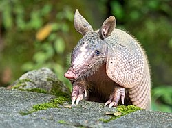 Armadillo