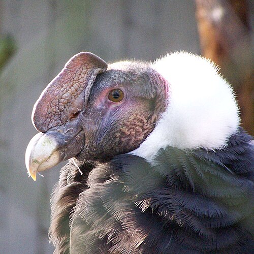 Andean condor