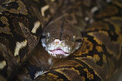 Reticulated python