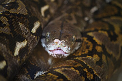 Reticulated python