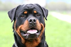 Rottweiler