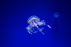 Box jellyfish