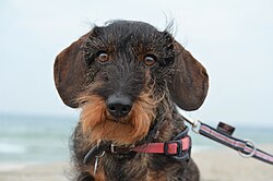 Dachshund (Dackel)