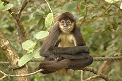 Spider monkey