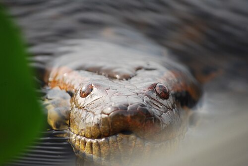 Anaconda