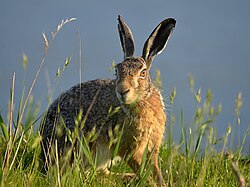 European hare