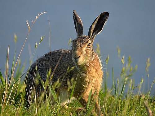 European hare