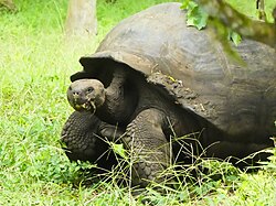 Galapagos tortoise