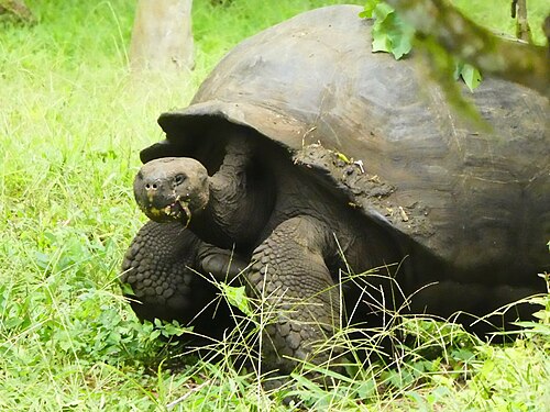 Galapagos tortoise