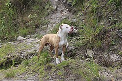 Pit Bull