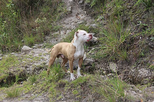 Pit Bull