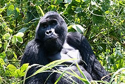 Eastern gorilla