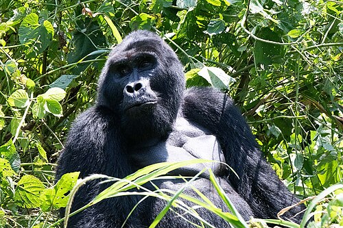Eastern gorilla
