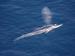 Fin whale
