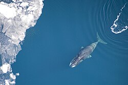 Bowhead whale