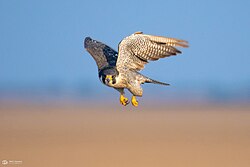 Peregrine falcon