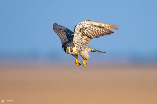 Peregrine falcon