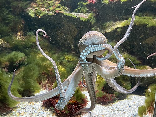 Octopus
