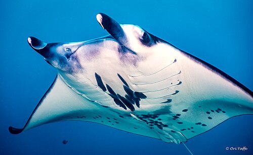 Manta ray