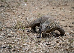 Komodo dragon