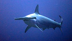 Hammerhead shark