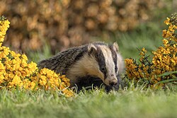 European badger